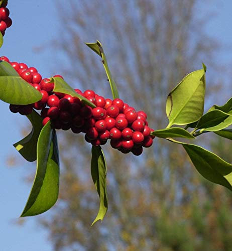 Fruchtende Stechpalme Ilex 100-125cm - ilex aquifolium