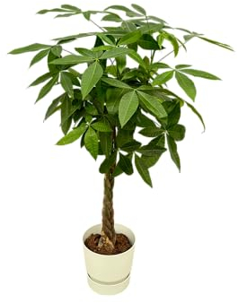 Trendyplants - Pachira Aquatica einschließlich elho Greenville Rund weiß - 160 cm - Ø30cm