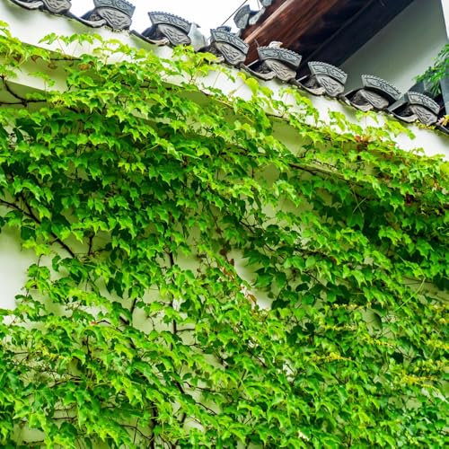200 piezas Semillas de hiedra de Boston, plantas trepadoras, perennes resistentes jardín decorativo, balcón invernadero maceta, plantas verdes plantas resistentes al exterior Maceta