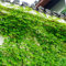 200 piezas Semillas de hiedra de Boston, plantas trepadoras, perennes resistentes jardín decorativo, balcón invernadero maceta, plantas verdes plantas resistentes al exterior Maceta