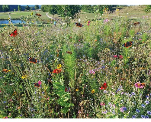 GEVO-Wildvogel-Futterwiese für 5 m²