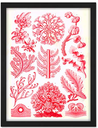 Wee Blue Coo Haeckel Plate 65 Red Algae Artwork Framed Wall Art Print 18X24 Inch Teller Wand