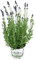Planta de lavanda Hidcote Blue en maceta de 13 cm, Lavendula Angustifolia, resistente al invierno