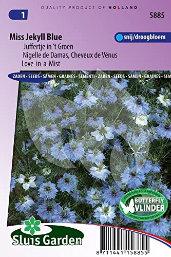 Miss Jekyll Blue Damastkümmel (Venushaar) – Samen von Annuelles