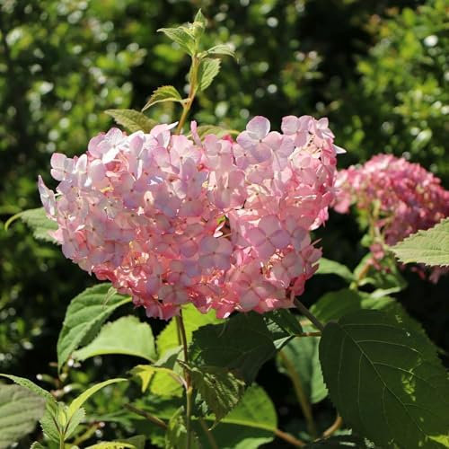 Vivai le Georgiche - Pianta vera di Hydrangea arborescens Candy Bubblegum Hydrangea arborescens 'Grhyar1407' Ortensia 'Candy Bubblegum' - vaso Ø 26 cm