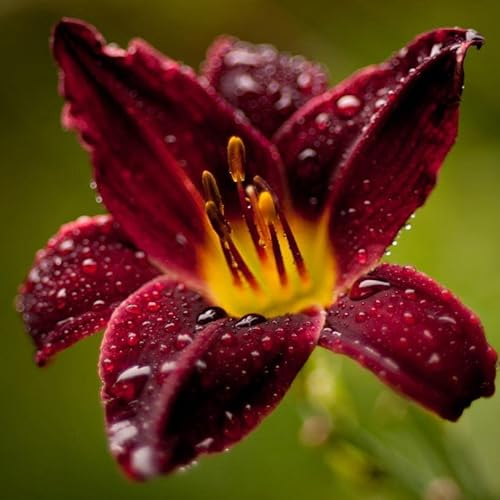 Dunkelrot Lilien Zwiebeln Winterharte Pflanzen FüR Garten Blumenzwiebeln MehrjäHrig Winterhart Lilie Zierlauch Zwiebeln Balkonpflanzen Exotische Pflanzen Garten Geschenke 15 Stück