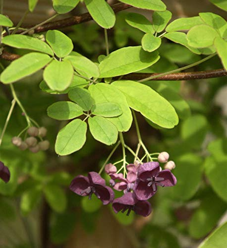 Klettergurke Blaugurkenwein 40-60cm - Akebia quinata - lebende Gartenpflanze aus den Baumschulen