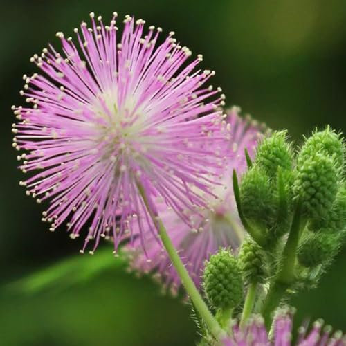 Welldales 50 Touch Me Not Mimosa Seeds UK Pudica Sensitive Plant Annual Creeping Flowers