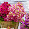 Welldales 100 Mixed Angel Wings Flower Seeds Easy to Grow UK Multi Colour Schizanthus
