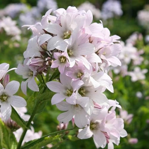 Plant Theory Loddon Anna Milky Bellflower Perennials Flowering Plants Campanula 2L Pot