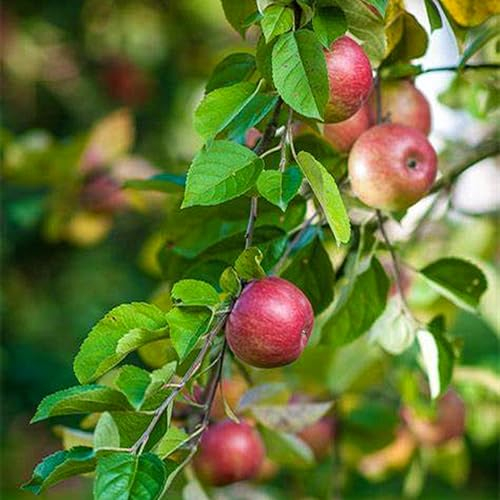 Apfelsetzlinge, Friedliche FrüChte,Winterharte Stauden,Mit SchöNen Farben,Apple Tree, Langer HäNgezeit,Apple Tree,Apfelbäume pflanzen,Winterhart Mehrjährig-1zwiebeln-A