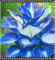 Hosta Pflanze Winterhart Hosta Zwiebeln Hosta Pflanze Funkien Zwiebeln,Gärten Geschenk bereit-6zwiebeln-e