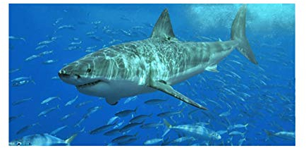 FANSU Strandtücher Microfaser Gross, Ozean Tier Drucken Strandtuch Mikrofaser Strandhandtuch Erwachsene & Kinder Sommer Badetuch für Reise Strand Schwimmen (Grauer Hai,150x180cm)