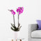 Lila Orchidee, Topfgröße 12 cm, blühende Zimmerpflanze, Phalaenopsis mit zwei Rispen, Höhe circa 70 cm, Orchideenversand, echte Orchidee
