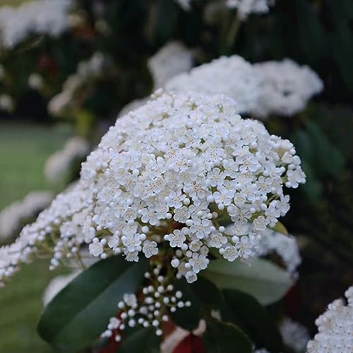 50 Pcs Glanzmispel Samen, Pflanzen Deko, Luftreinigende Zimmerpflanzen (Photinia Serratifolia) Bienenweide, Garten Geschenke Für Frauen Exotische Pflanzen, Balkonpflanzen Winterhart
