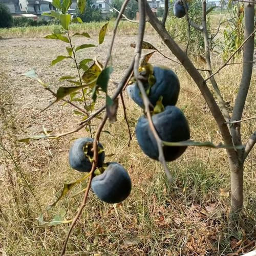20 pcs kakibaum winterhart samen, kaki baum, seeds, kübelpflanzen winterhart (Diospyros kaki) zimmerpflanzen samen, gartensamen samen obst, zimmergewächshaus garten geschenke für frauen,