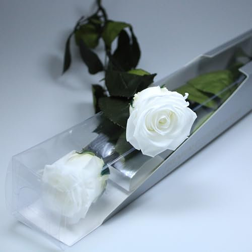 Une rose blanche éternelle naturelle préservée avec tige 55 cm pour femme, maman, petite amie, grand-mère - Fleurs infinies pour anniversaire, Saint-Valentin, fête des mères, Noël - Livraison à