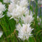 Blumixx Stauden Allium schoenoprasum 'Corsican White' - Weißer Schnittlauch, im 0,5 Liter Topf weiß blühend