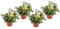 DECOALIVE Geranios Citronela Set 4 Plantas Repelentes de Mosquitos para Interior, Terraza y Jardín