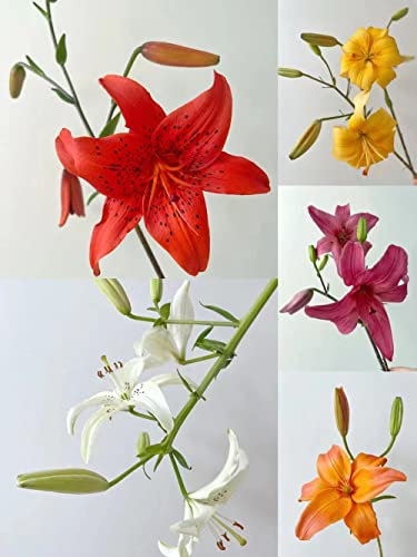 4 Stück lilien zwiebeln winterhart mehrjährig mix Hydroponik - Seltene Pflanzen serie - sommerblumenmischung geschenk garten blumenzwiebeln mix blumen deko indoor garten