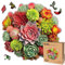 LEOGOR Holzpuzzles für Erwachsene – Sukkulenten-Spektrum – (350 Teile, groß, 39,9 x 38,9 cm) – buntes Mosaik aus Pflanzen und tierförmigen Holz-Puzzles