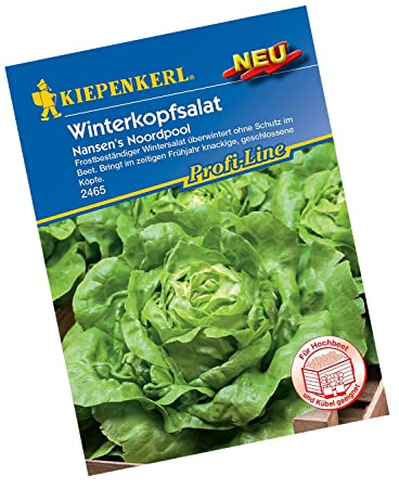 Kiepenkerl 2465 Winterkopfsalat Nansen's Noordpool, frostbeständiger Wintersalat, bringt im zeitigen Frühjahr knackige geschlossene Köpfe