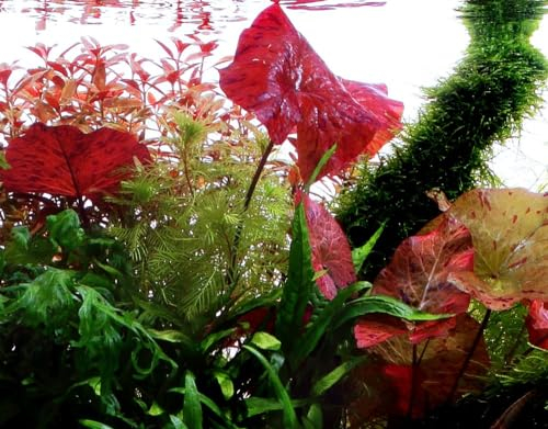 AquaOne Aquarium Pflanze Nymphaea lotus I Wasserpflanze Aquariumpflanze I Hintergrund Aquarienpflanzen I Hintergrundpflanze voll durchwurzelt