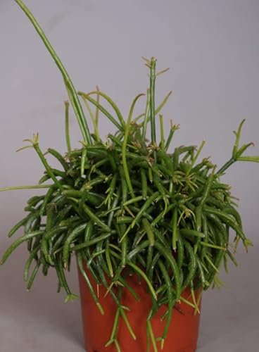 Mistletoe Cactus - Rhipsalis cassuta Oasis Indoor House Plant in 11cm Pot