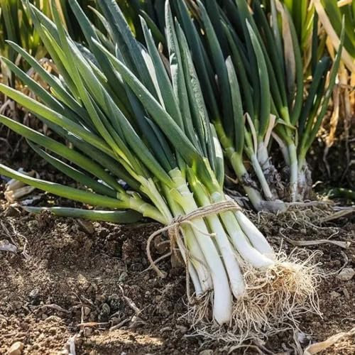 200 pz Semi di porro resistenti piante erbe aromatiche balcone giardino (Allium porrum) semi da giardino interni biologici semi di piante vegetali esotiche semi di piante giardino