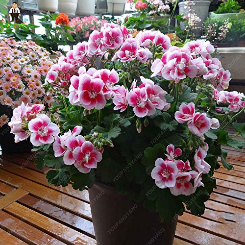 100 Stück generische frische Geranien-Blumensamen zum Pflanzen von weißer Rose 1