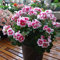 100 Stück generische frische Geranien-Blumensamen zum Pflanzen von weißer Rose 1