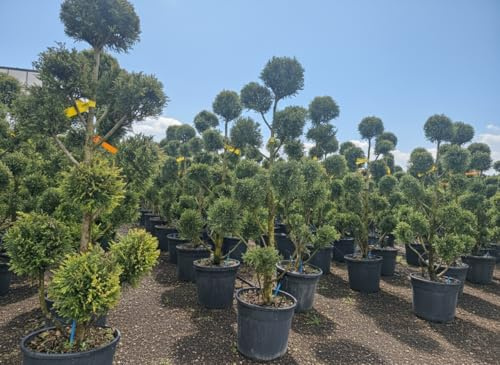 Cupressocyparis Leylandii Gold Rider Pom Pon – 150 cm – Winterhart