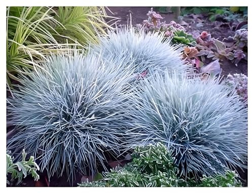 Stauden Gänge 3 x Festuca glauca/cinerea 'Zwergenkönig' (Ziergras/Gräser/Winterhart/Bodendecker/Mehrjährig/Immergrün) Blauschwingel - Silberblauer Glanz für stilvolle Gärten