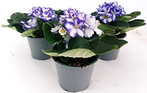POWERS TO FLOWERS - SAINTPAULIA TRIS VIOLA/BIANCA, 3 PIANTE VASO 11CM, VIOLETTA AFRICANA, pianta vera