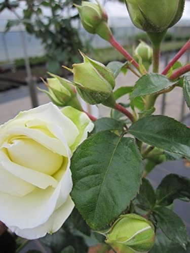 Stammrose Summer Palace® - Rosa Summer Palace® - duftend+