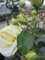 Stammrose Summer Palace® - Rosa Summer Palace® - duftend+