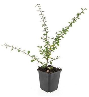 Exotenherz Bodendecker - Teppich-Zwergmispel - Cotoneaster 'Coral Beauty' - 9cm Topf - Set mit 20 Pflanzen