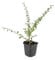 Bodendecker - Teppich-Zwergmispel - Cotoneaster 'Coral Beauty' - 9cm Topf - Set mit 20 Pflanzen