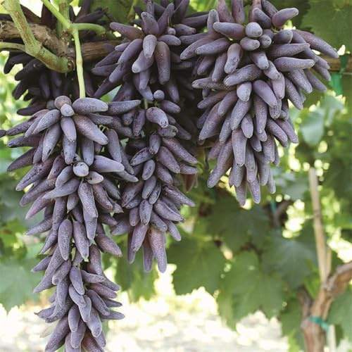 Das Bunt Gemischte, Exklusive, Winterhart Traubenwurzel, Weintrauben Kernlos Winterhartes, Trauben Kernlos, Garten Tafeltraube, Elegante, -1 Weinreben -G