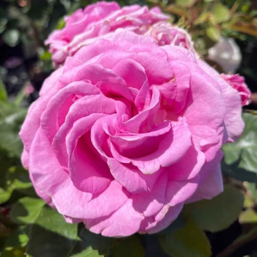 YouGarden Harkness Roses - Susan's Rose, Established Rose in 4 Litre Pot