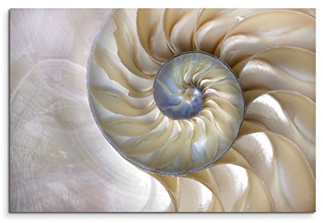 Sinus Art Wandbild 120x80cm Naturfotografie – Fibonacci Muster in der Muschel auf Leinwand für Wohnzimmer, Büro, Schlafzimmer, Ferienwohnung u.v.m. Gestochen scharf in Top Qualität