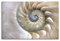 Sinus Art Wandbild 120x80cm Naturfotografie – Fibonacci Muster in der Muschel auf Leinwand für Wohnzimmer, Büro, Schlafzimmer, Ferienwohnung u.v.m. Gestochen scharf in Top Qualität