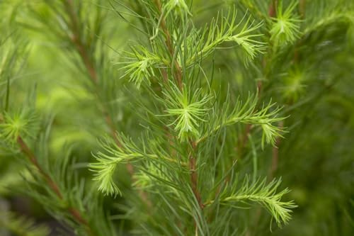 Europäische Lärche 100-125 cm Topf Larix decidua winterhart Windschutz | Larix decidua, sommergrün, kegelförmiger Wuchs, goldgelbe Herbstfärbung, sonniger Standort, winterhart bis -30 °C