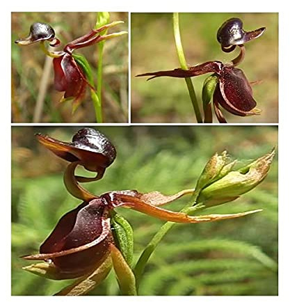 Stk - 20x Caleana major fliegende Ente Orchidee Garten Pflanzen - Samen A110 - Seeds & Plants Shop by Ipsa