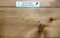 Beize, Holzbeize, Wasserbeize kiefer - dunkel (kiefer - dunkel, 1000 ml)