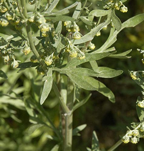 Wermut - Artemisia absinthium - lebende Gartenpflanze aus den Baumschulen