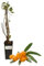 P. Piantine da Orto | Olivello Spinoso - Orange Energy Hippophae Rhamnoides, Vaso Diametro 22 cm, Pianta Pronta per il Trapianto, Pianta Vera da Esterno, Frutti Esotici, Vivaio Italiano