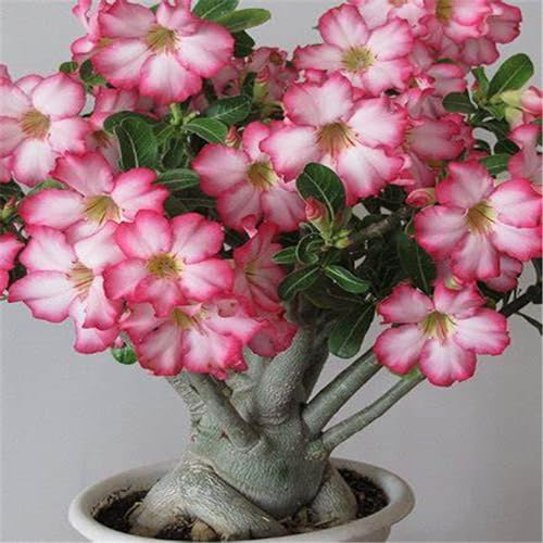 Adenium obesum pflanze,Desert rose plant Winterharte mehrjährige Wüstenrosenzwiebeln Gut in Töpfen wachsen-1zwiebeln-E