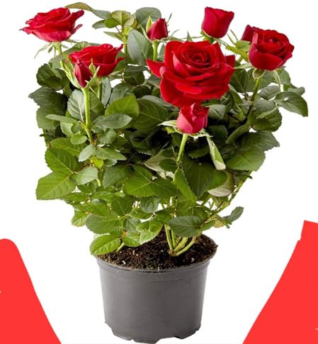 POWERS TO FLOWERS - PIANTA DI ROSA ROSSA, pianta vera
