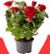 POWERS TO FLOWERS - PIANTA DI ROSA ROSSA, pianta vera